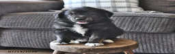 Mixed Breed dogs for sale: Tubby - Ad 4