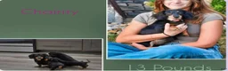 Miniature Dachshund dogs for sale: Kendra - Ad 10