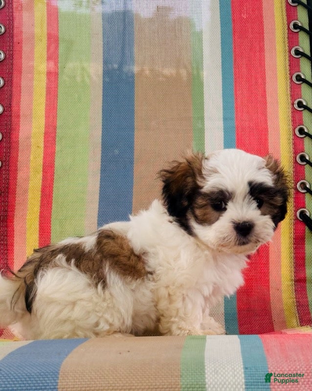 Malshi dogs Boy_1 - Ad 1