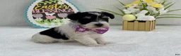 Miniature Schnauzer dogs for sale: Dolly Female 1 AKC Black Parti - Ad 4