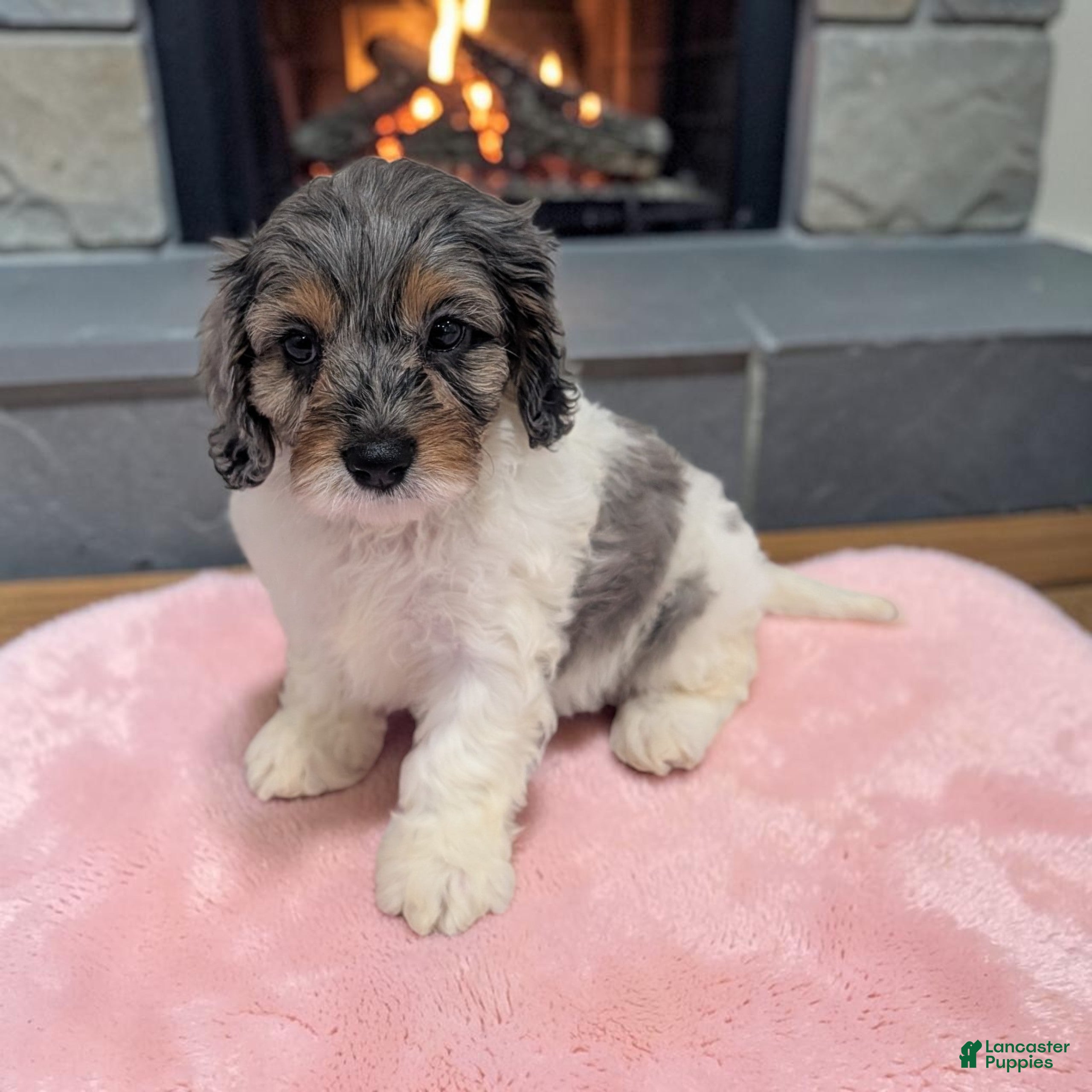 Cavapoo dogs Callie - Ad 1