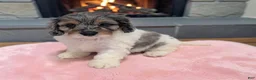 Cavapoo dogs for sale: Callie - Ad 1