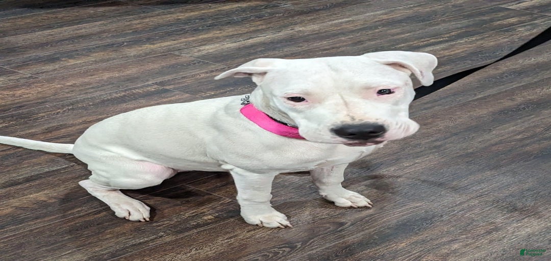 Gallery Image {{count}}