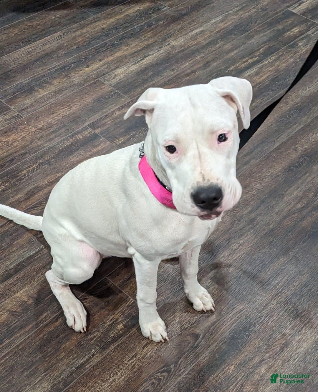 Gallery Image {{count}}