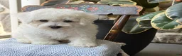 Bichon Frise dogs for sale: Jeffrey - Ad 12