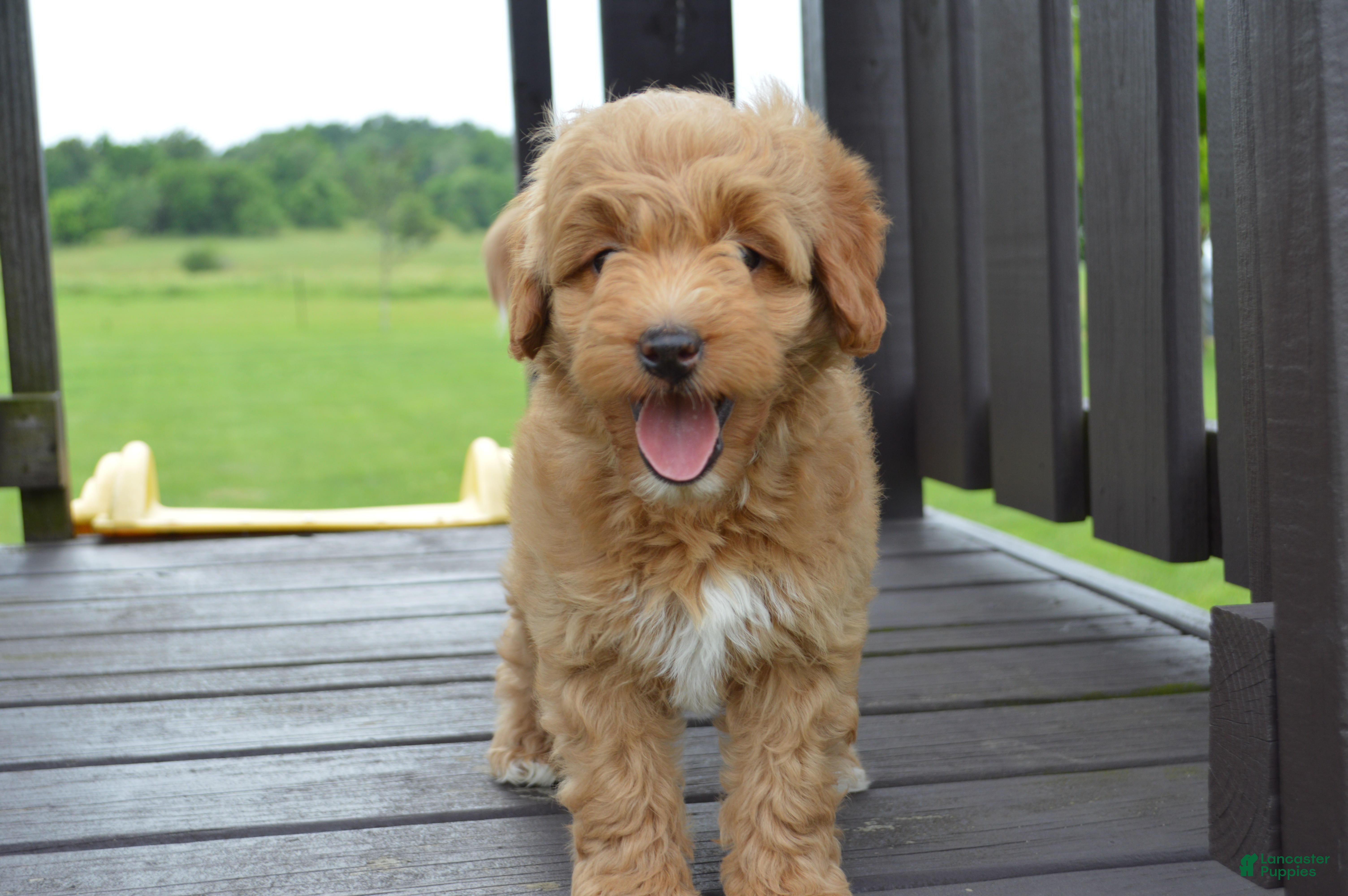 Mini Goldendoodle dogs Alita - Ad 1
