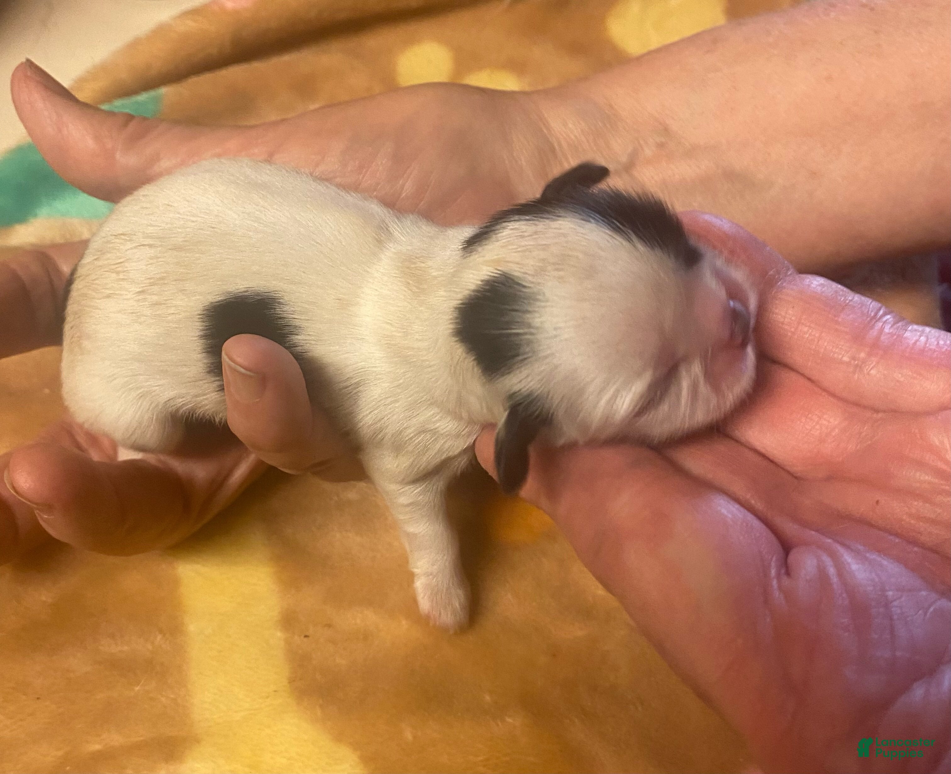 Shih Tzu dogs Baby Girl - Ad 6
