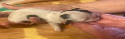Shih Tzu dogs for sale: Baby Girl - Ad 1
