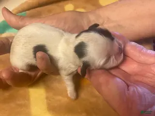 Shih Tzu dogs Baby Girl - Ad 6