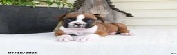 Boxer dogs for sale: Pluto - Ad 3