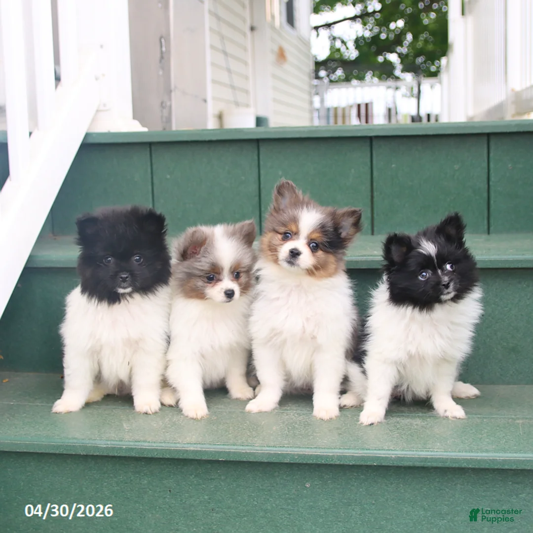 Pomeranian dogs for sale: Tinkerbell - Ad 5