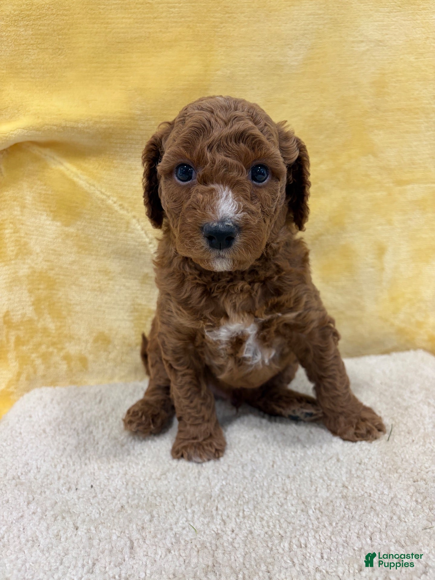 Mini Goldendoodle dogs Otto - Ad 2