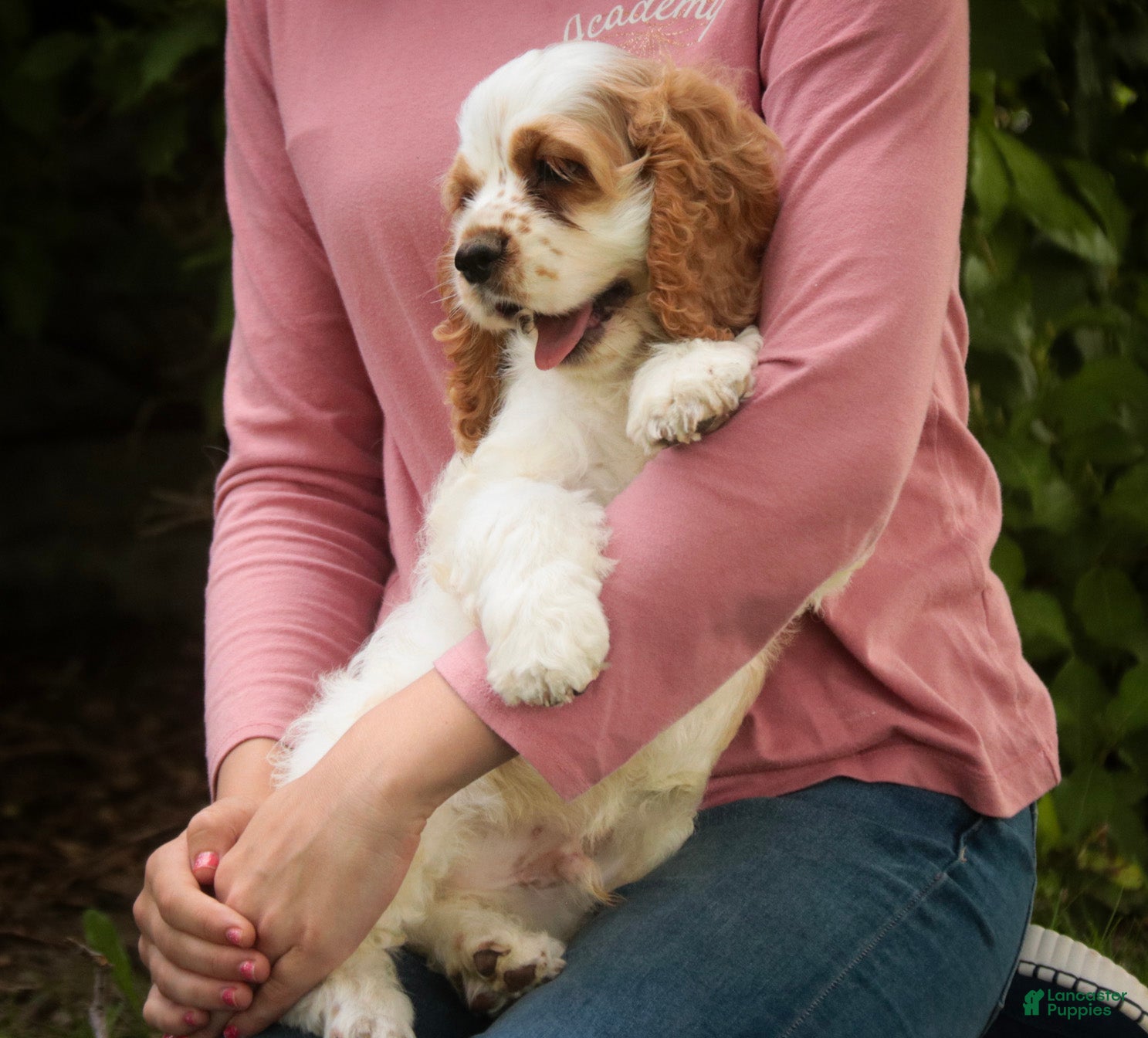 Cocker Spaniel dogs Angus Cocker Spaniel  - Ad 2