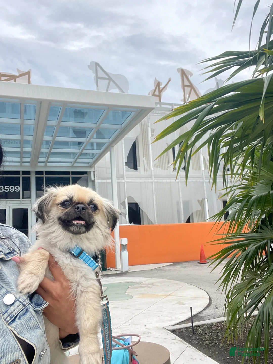 Pekingese dogs for stud: Gizmo - Ad 1