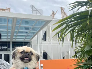 Pekingese dogs Gizmo - Ad 9