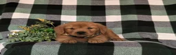 Golden Retriever dogs for sale: Rockford - Ad 5