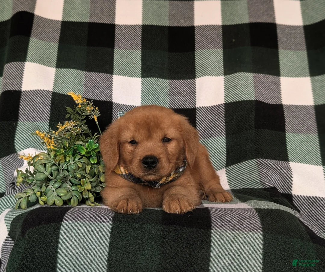 Golden Retriever dogs for sale: Rockford - Ad 5
