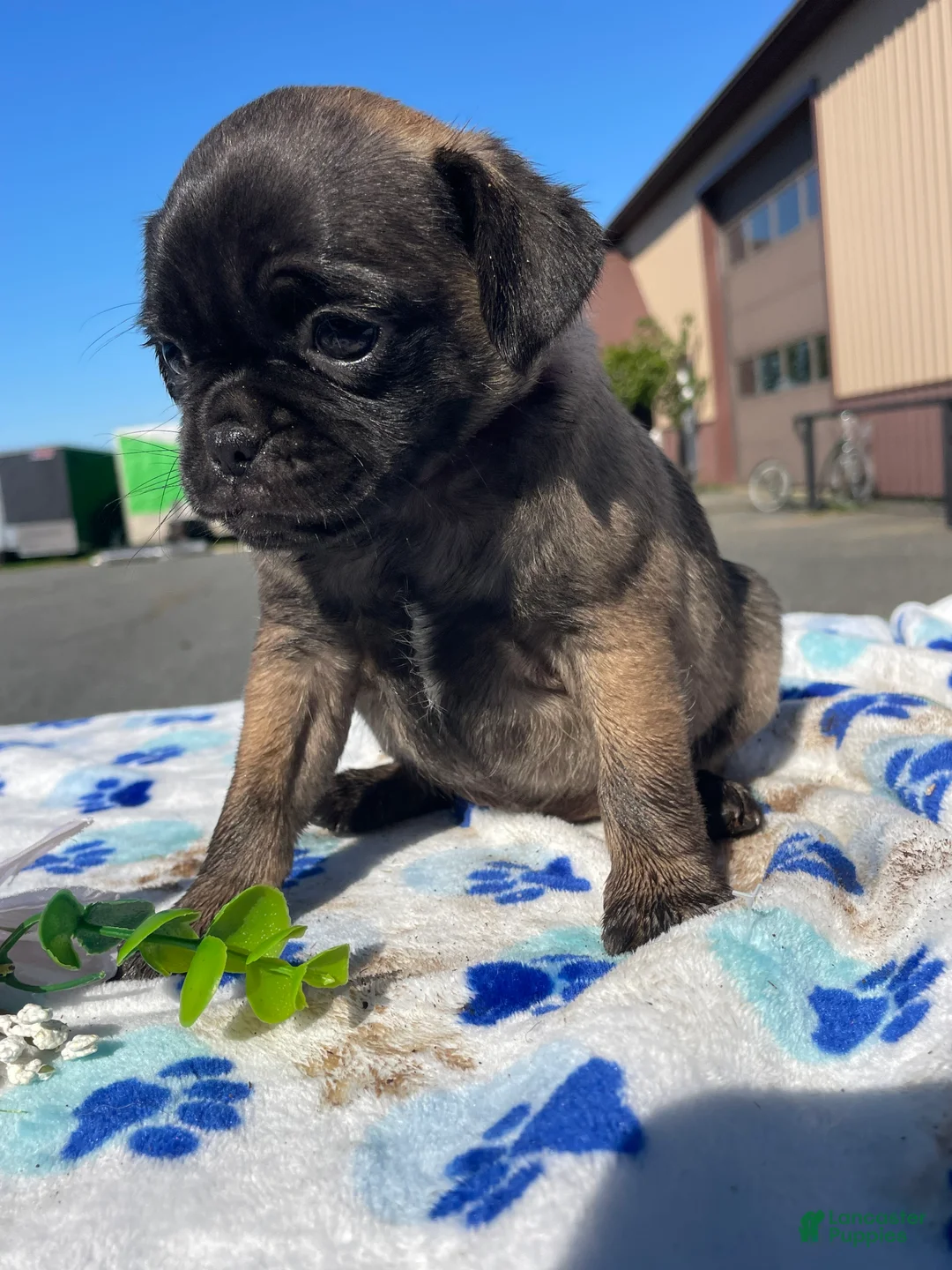 Pug dogs for sale: Penny - Ad 2