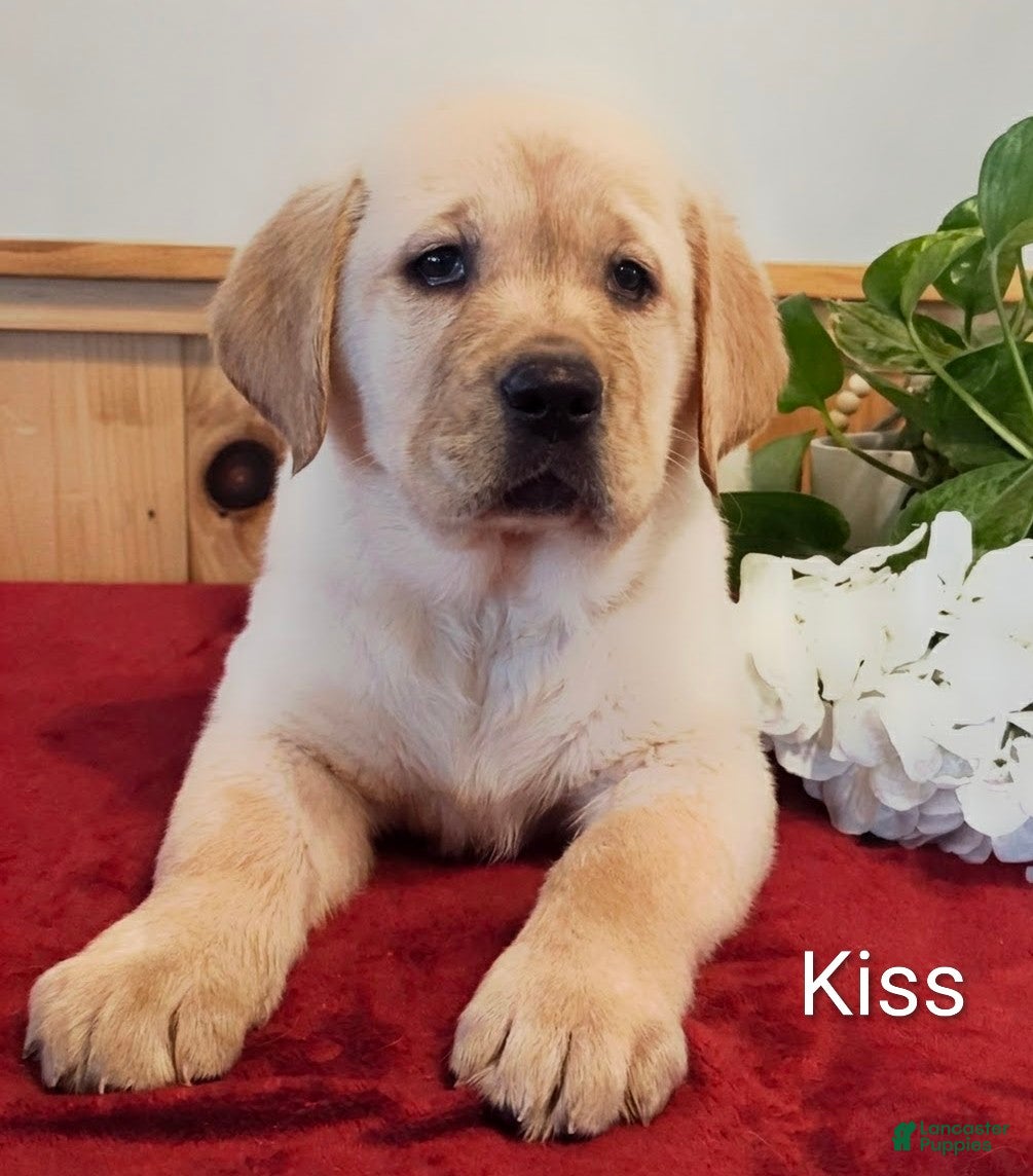 Goldador dogs Kiss - Ad 15