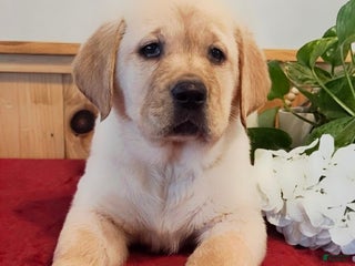 Goldador dogs Kiss - Ad 16