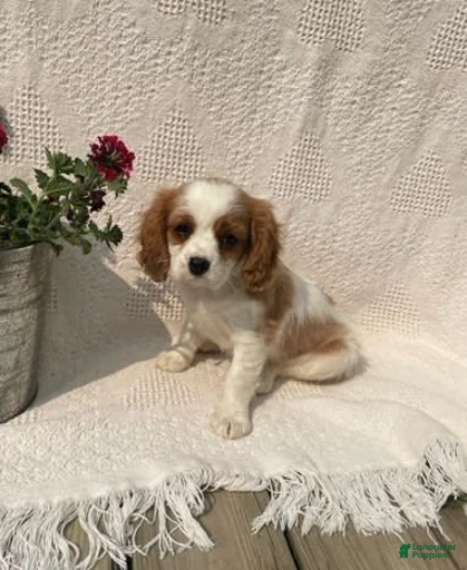 Gallery Image {{count}}