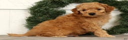 Mini Goldendoodle dogs for sale: Santana - Ad 1