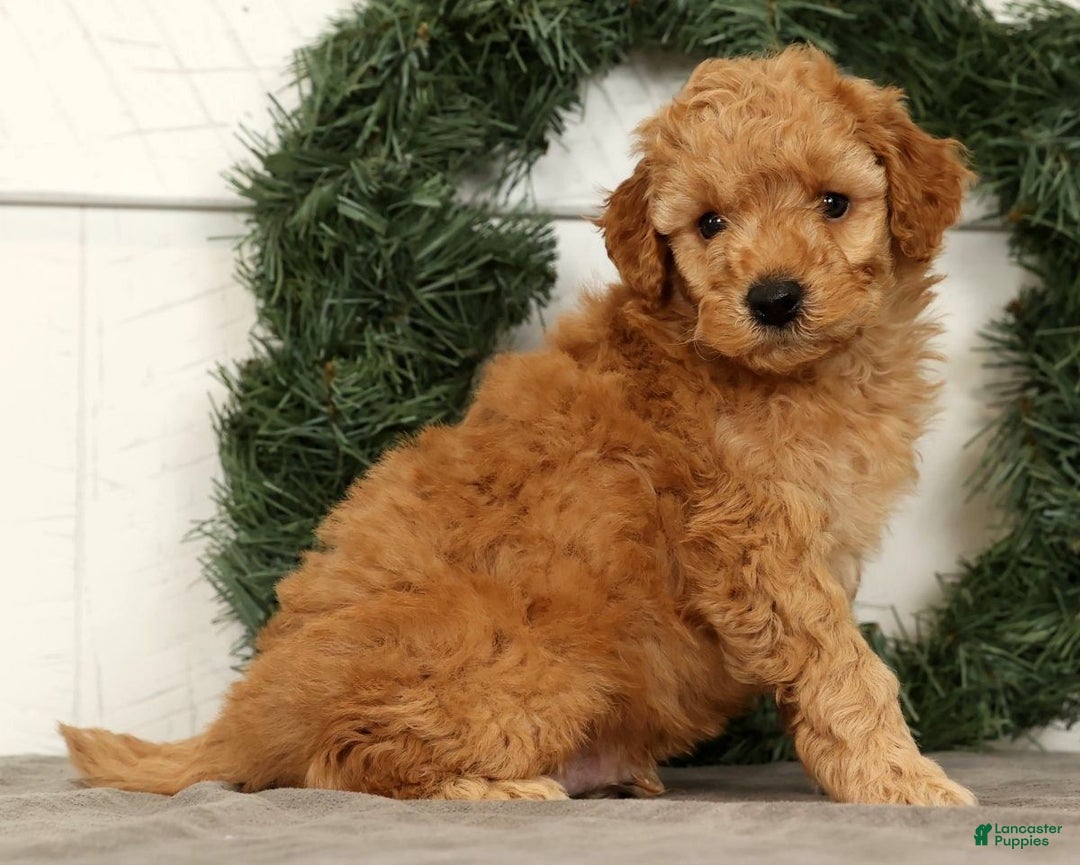 Mini Goldendoodle dogs for sale: Santana - Ad 1