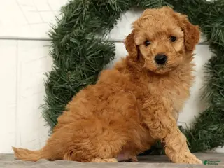 Mini Goldendoodle dogs Santana - Ad 28