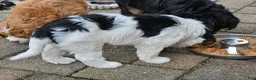Mini Bernedoodle dogs for sale: Mini Bernedoodle 1 - Ad 3