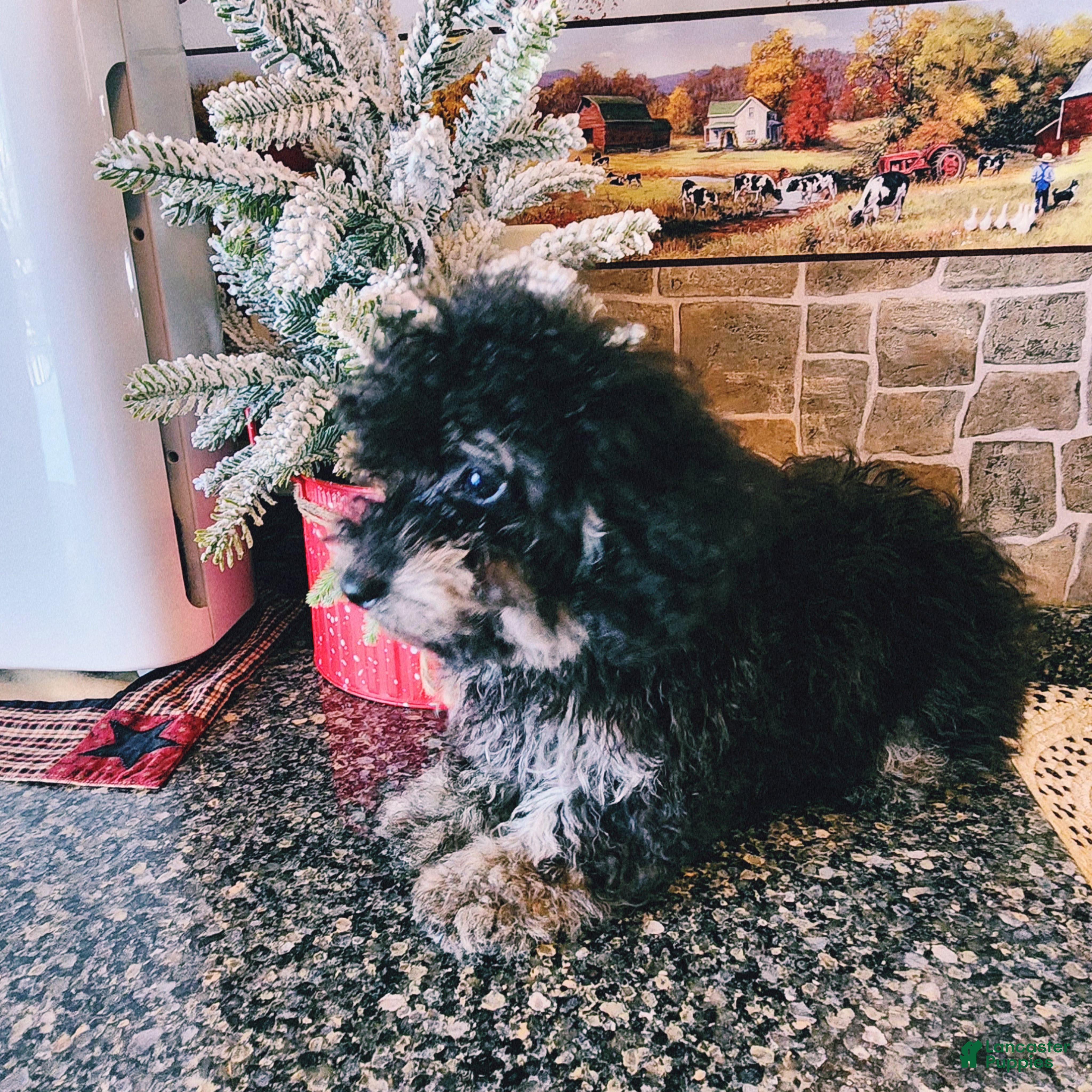 Toy Poodle dogs Brianna - Ad 13