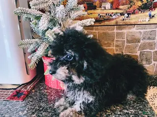 Toy Poodle dogs Brianna - Ad 13