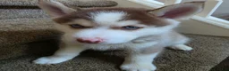 Pomsky dogs for sale: charlotte - Ad 3