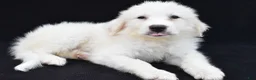 Great Pyrenees dogs for sale: Martha - Ad 6