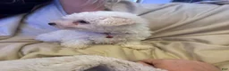 Bichon Frise dogs for sale: Bichon Frise Puppy 1 - Ad 9