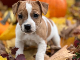 Jack Russell Terrier dogs - Ad 9