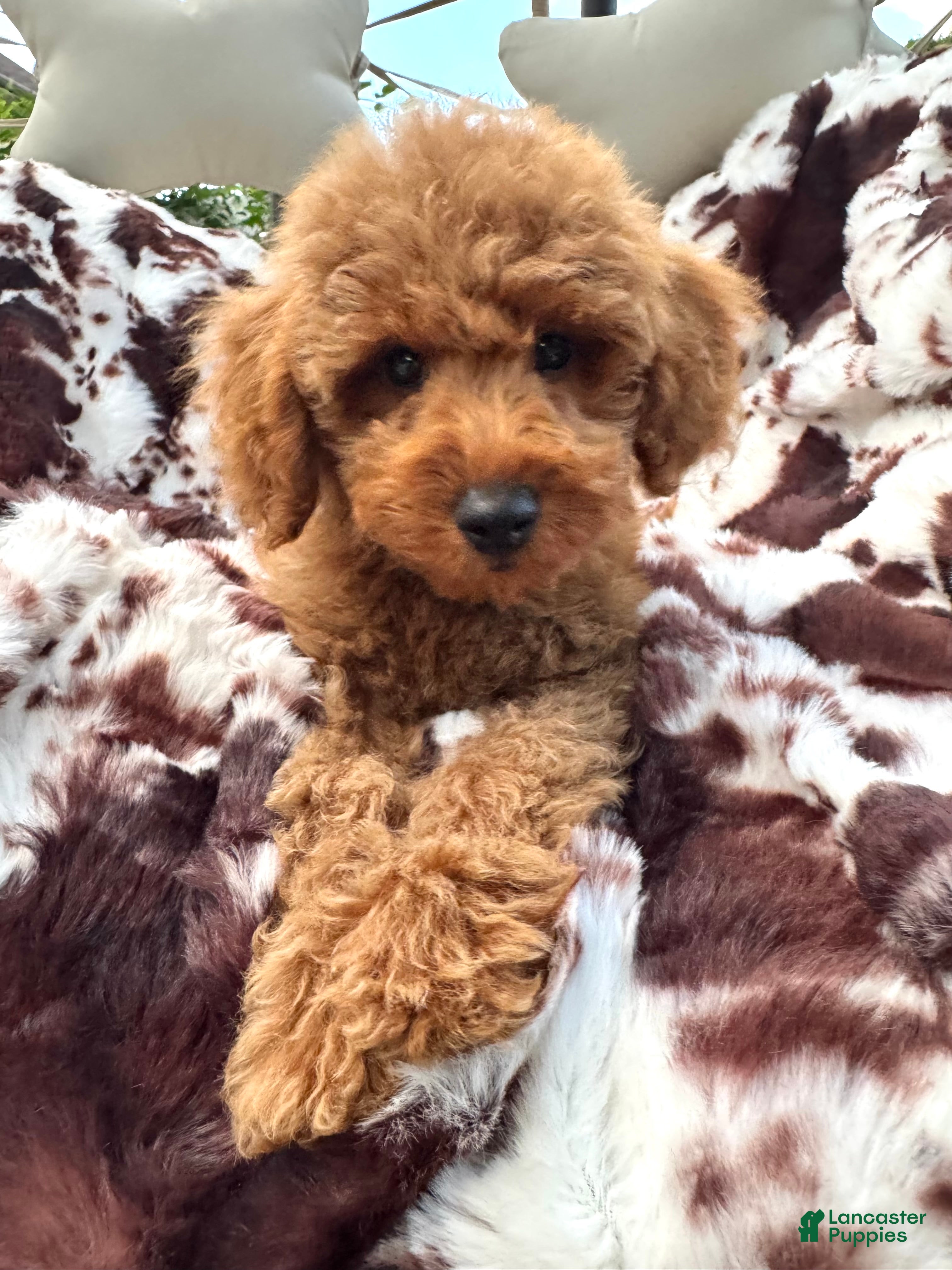 Mini Goldendoodle dogs Bryson  - Ad 6