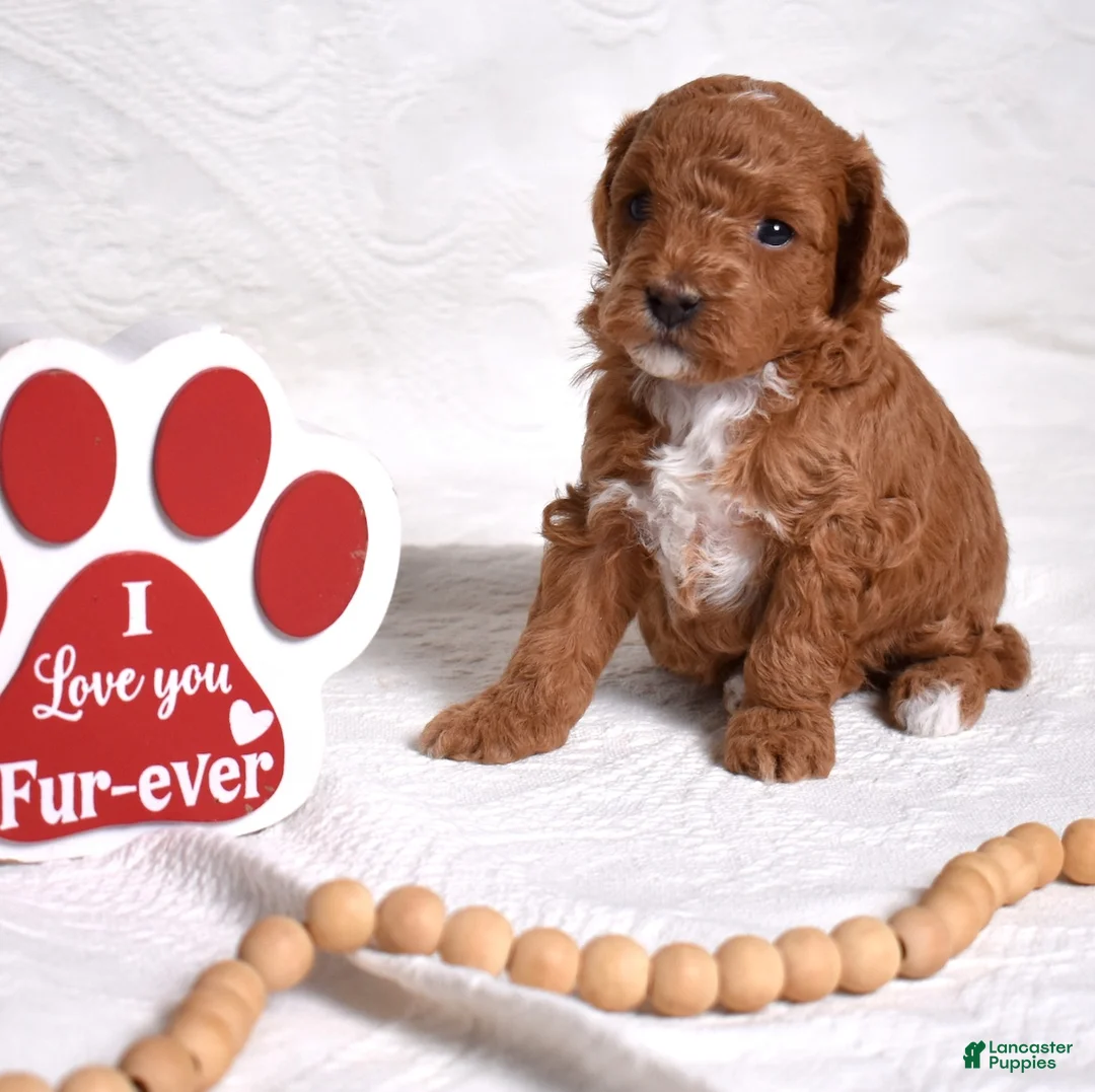 Miniature Poodle dogs for sale: Ruby - Ad 4