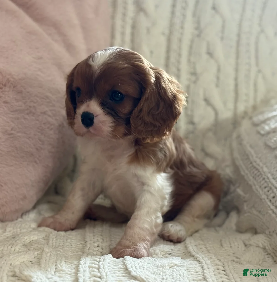 Cavalier King Charles Spaniel dogs for sale: Buttercup - Ad 9