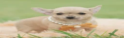 Chihuahua dogs for sale: Squeak - Ad 5
