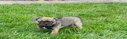 French Bulldog dogs for sale: Joy - Ad 1