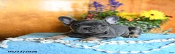 French Bulldog dogs for sale: Pepper - Ad 3