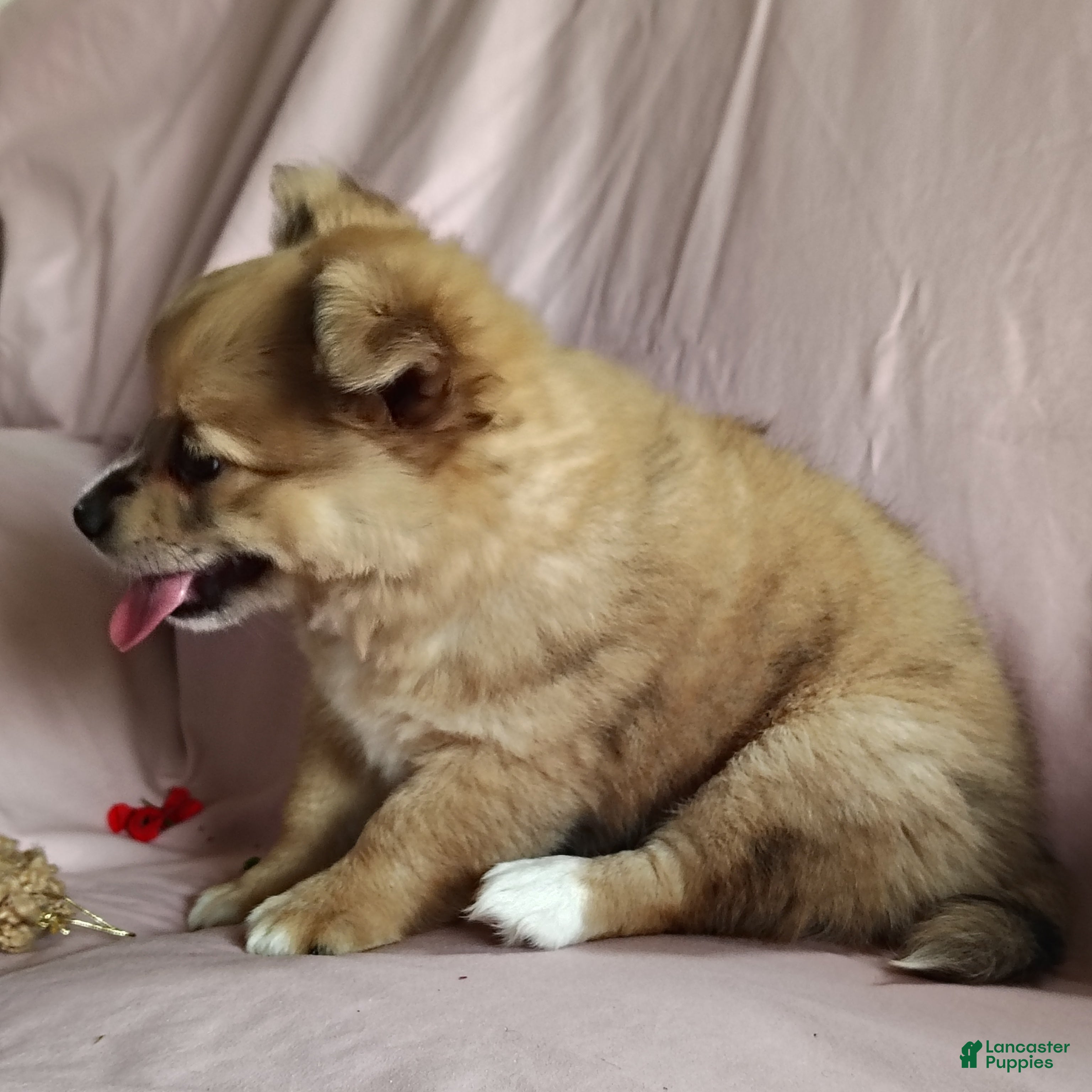 Pomchi dogs Barbie - Ad 2