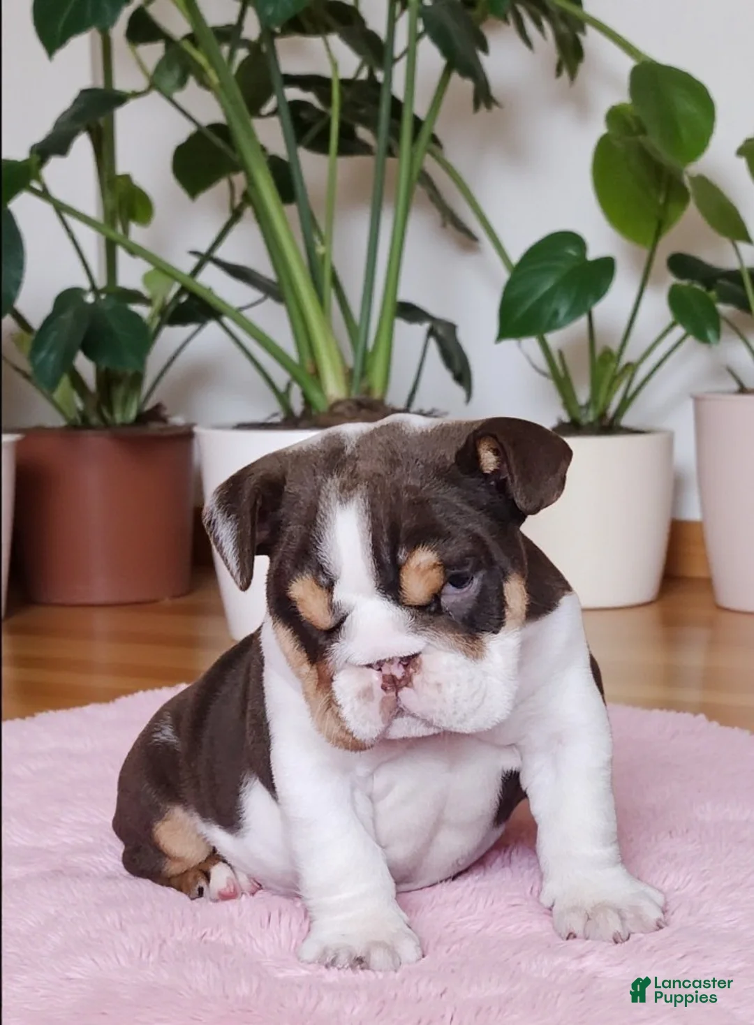 English Bulldog dogs for sale: Health clear Snickers  - Ad 15