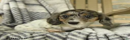 Miniature Dachshund dogs for sale: Willow - Ad 2