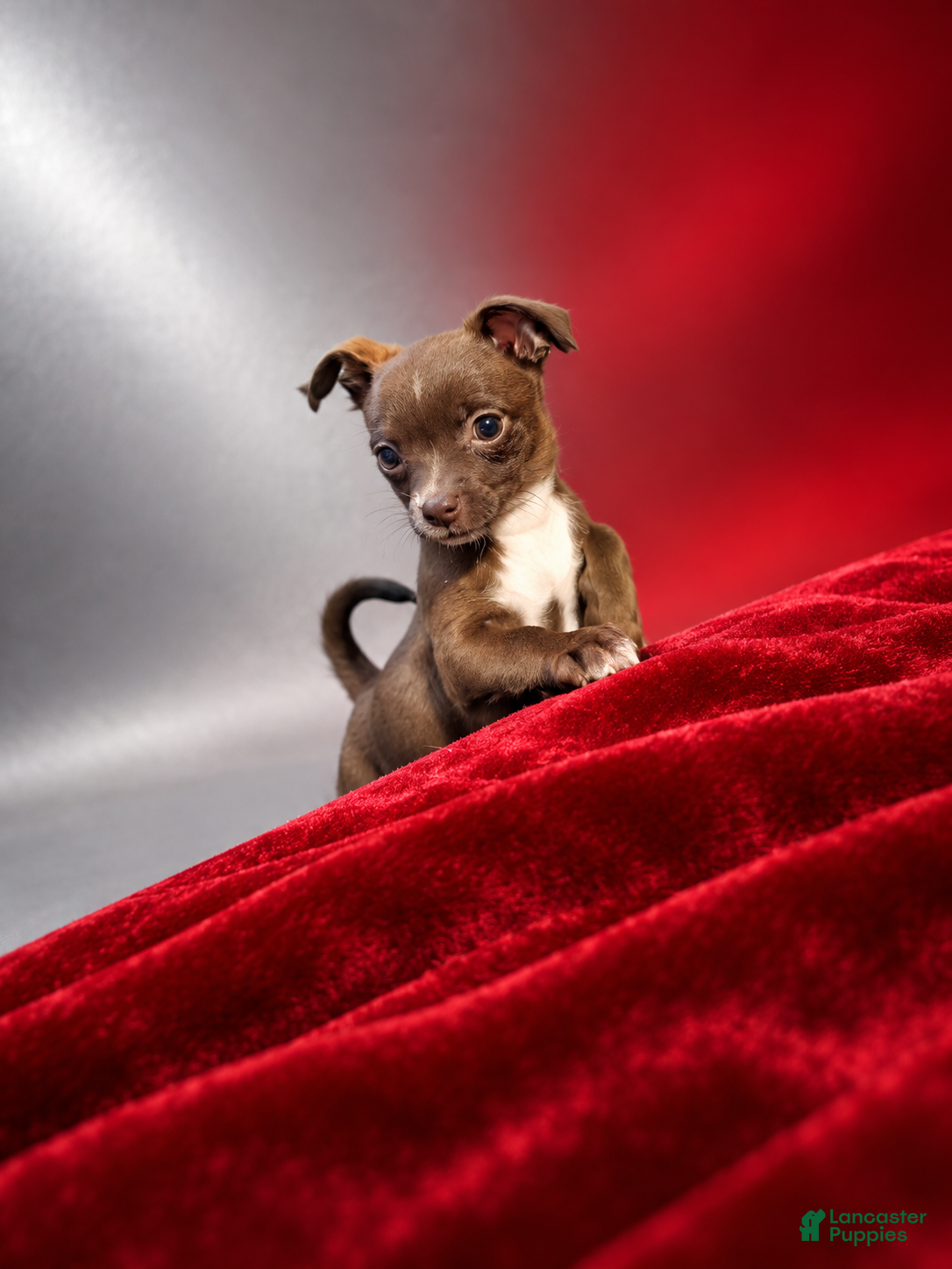 Chihuahua dogs Midnight-Chocolate  - Ad 2