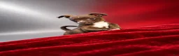 Chihuahua dogs for sale: Midnight-Chocolate  - Ad 4