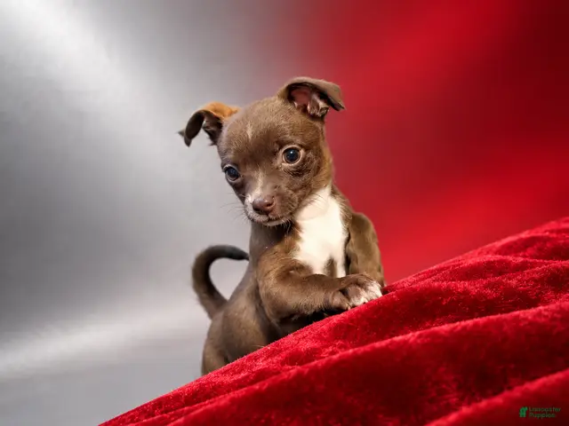 Chihuahua dogs for sale: Midnight-Chocolate - Ad 2