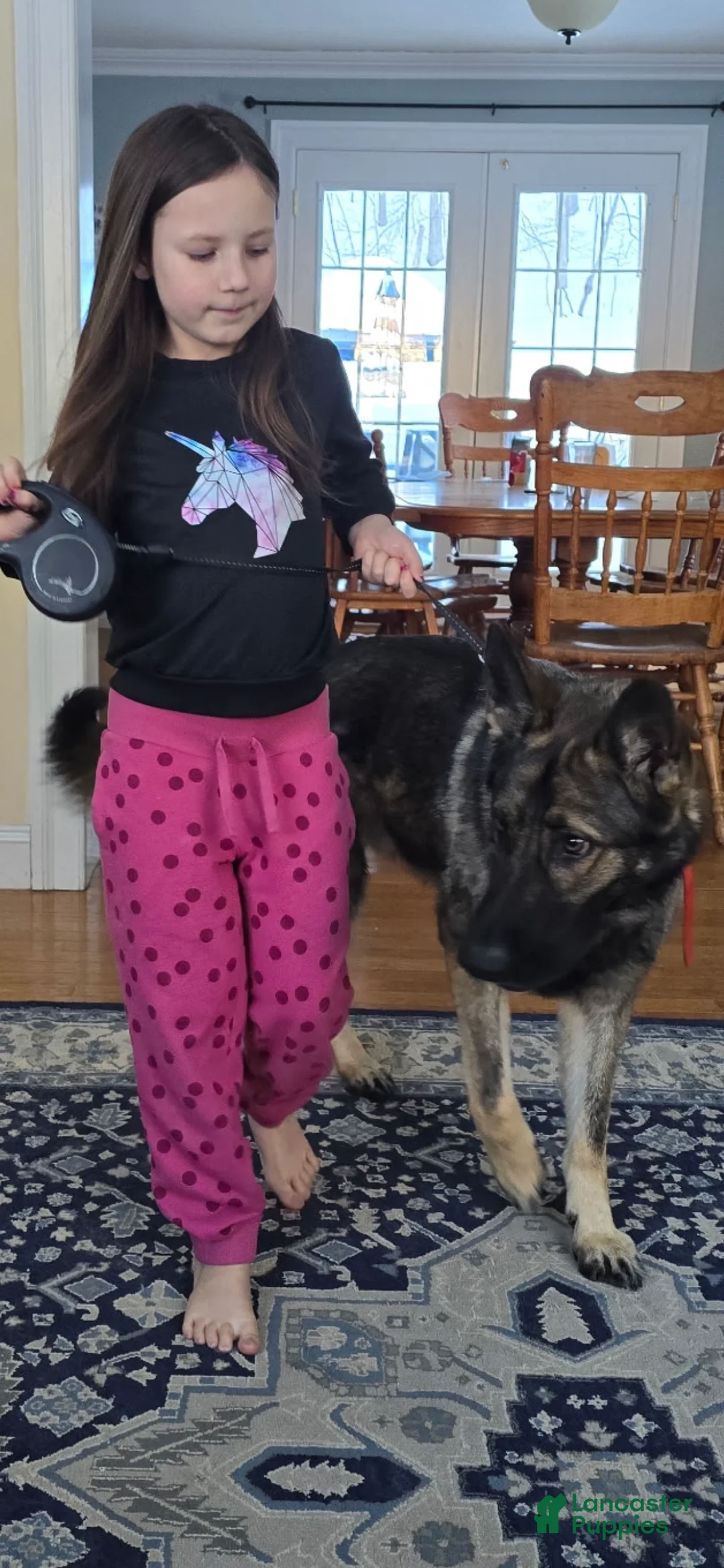 German Shepherd dogs for sale: German Shepherd Puppy 3 - Ad 8