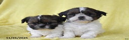 Shih Tzu dogs for sale: Bethany - Ad 4
