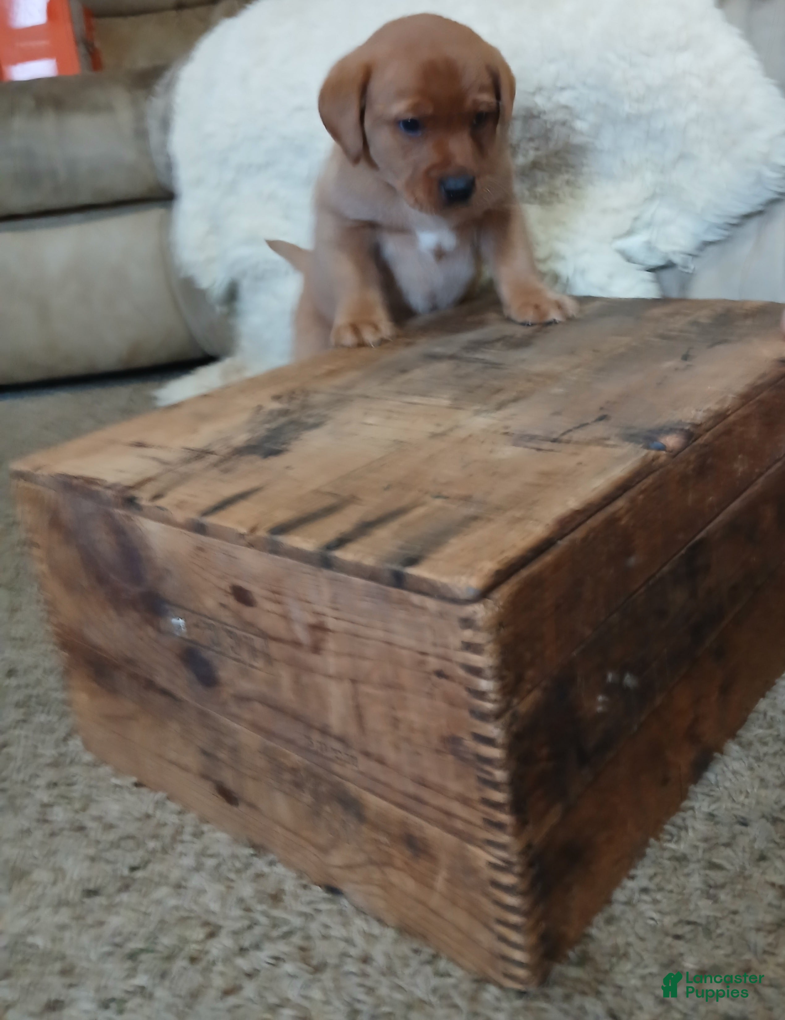 Labrador Retriever dogs Button - Ad 2